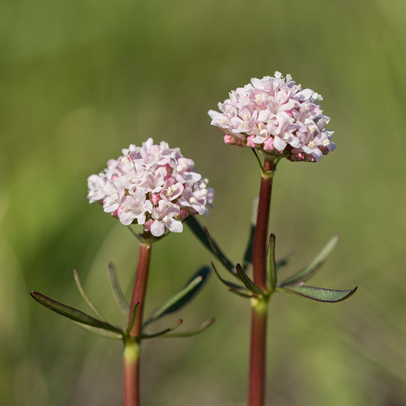 Изображение особи Valeriana tuberosa.