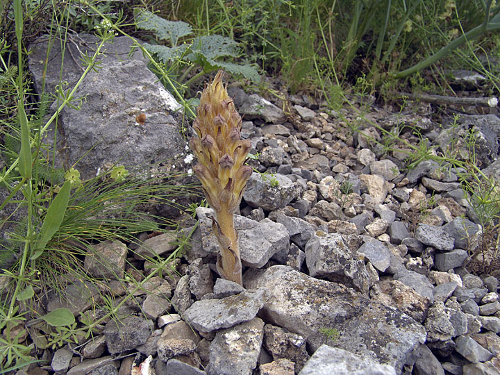 Изображение особи Orobanche gigantea.