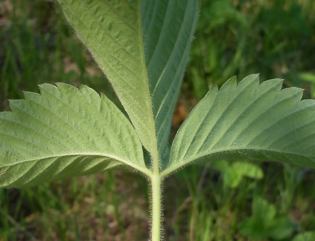 Image of Fragaria &times; ananassa specimen.