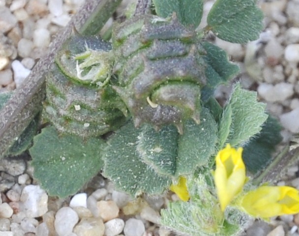 Image of genus Medicago specimen.