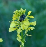 Image of taxon representative. Author is Сергей Наумов