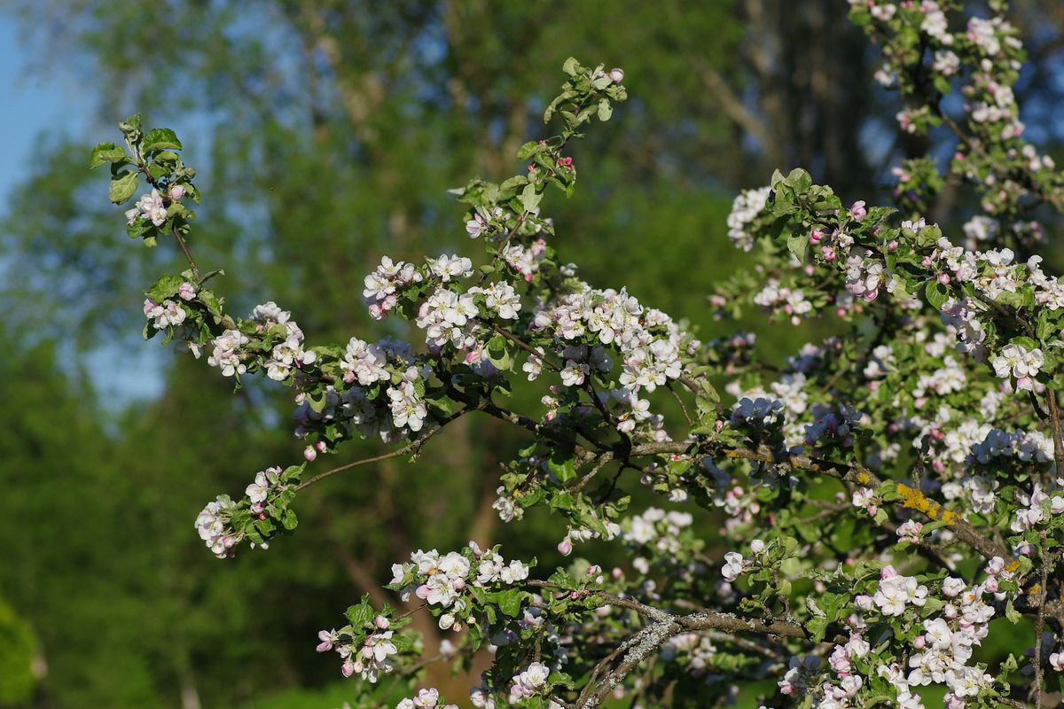 Изображение особи Malus domestica.