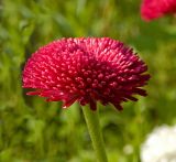 Bellis perennis