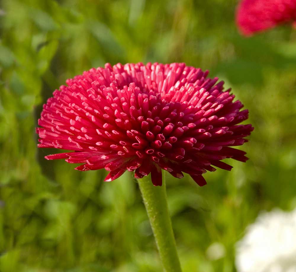 Изображение особи Bellis perennis.