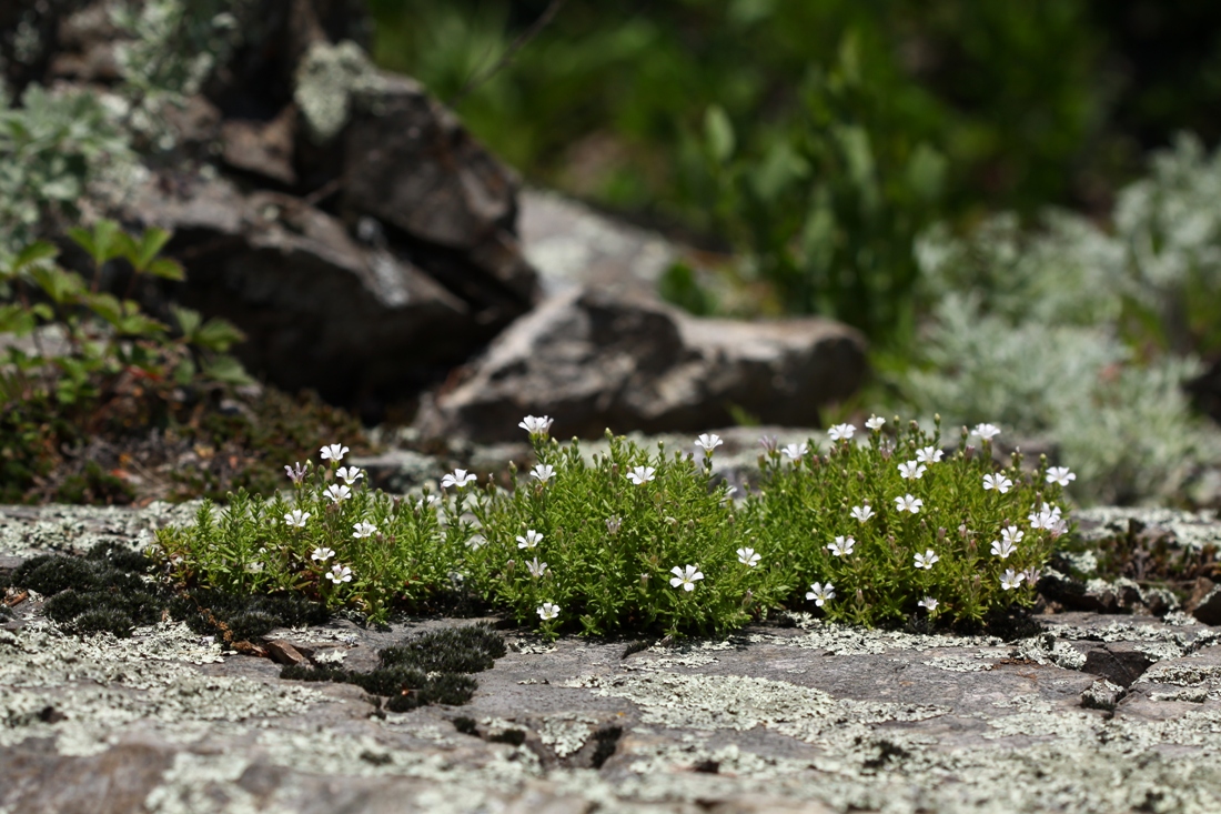 Image of Gypsophila violacea specimen.