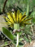 Taraxacum