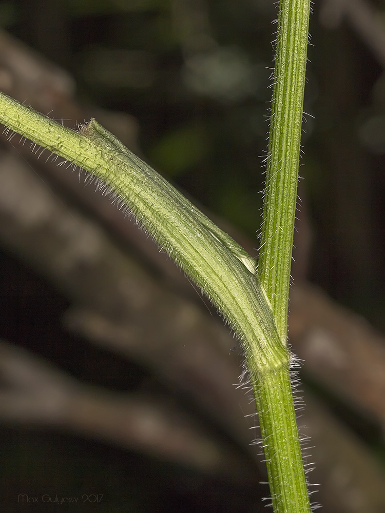 Image of Heracleum sibiricum specimen.