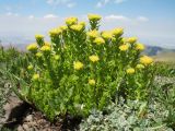 Rhodiola kirilowii. Цветущее растение в сообществе с Potentilla hololeuca. Южный Казахстан, Таласский Алатау, запов. Аксу-Жабаглы, урочище Каскабулак, выс. 3200 м н.у.м., моренные отложения. 16 июля 2017 г.