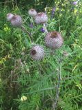 Cirsium polonicum