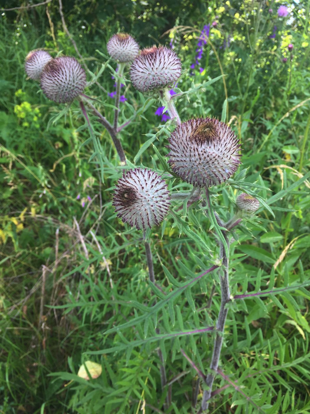 Изображение особи Cirsium polonicum.