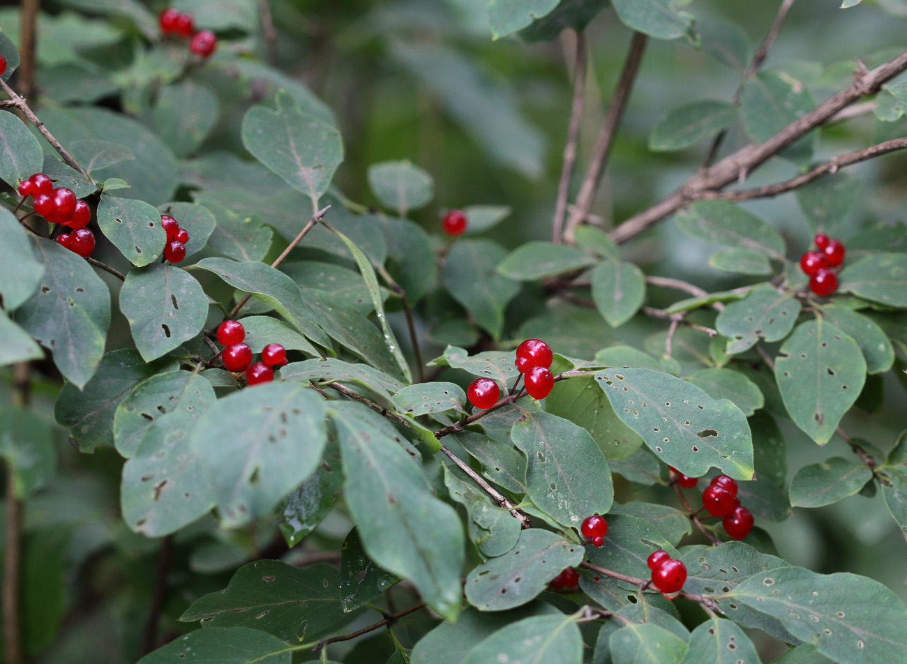 Изображение особи Lonicera xylosteum.