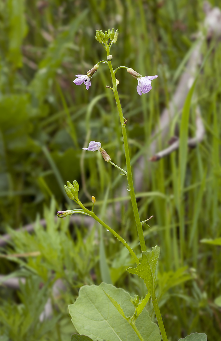 Изображение особи семейство Brassicaceae.