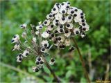 Allium victorialis