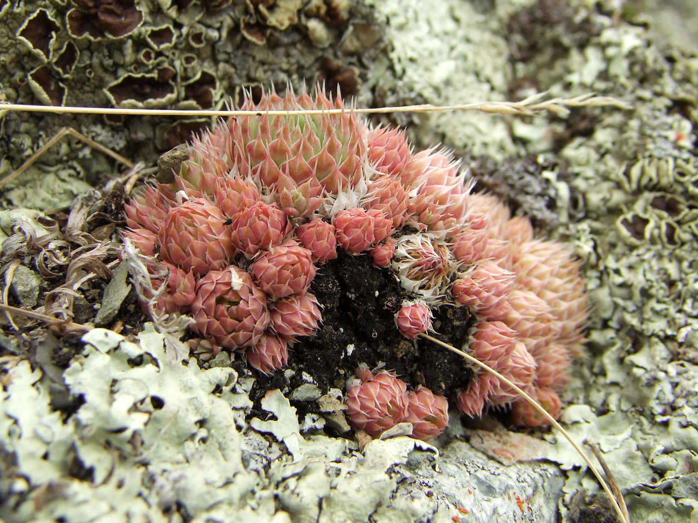 Image of Orostachys spinosa specimen.