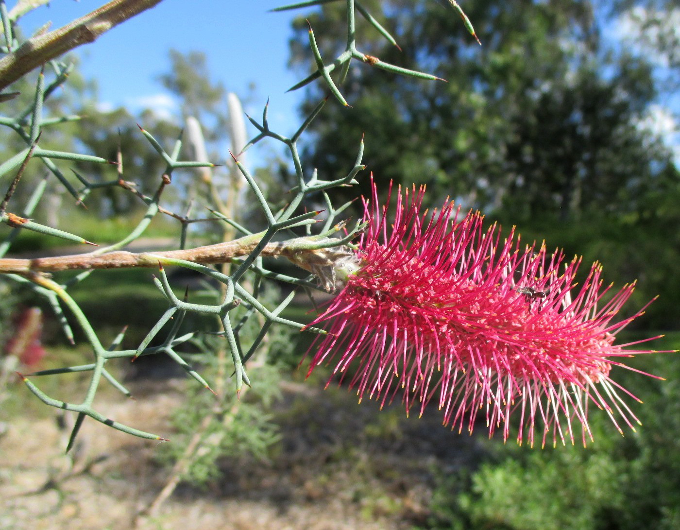 Image of Grevillea paradoxa specimen.