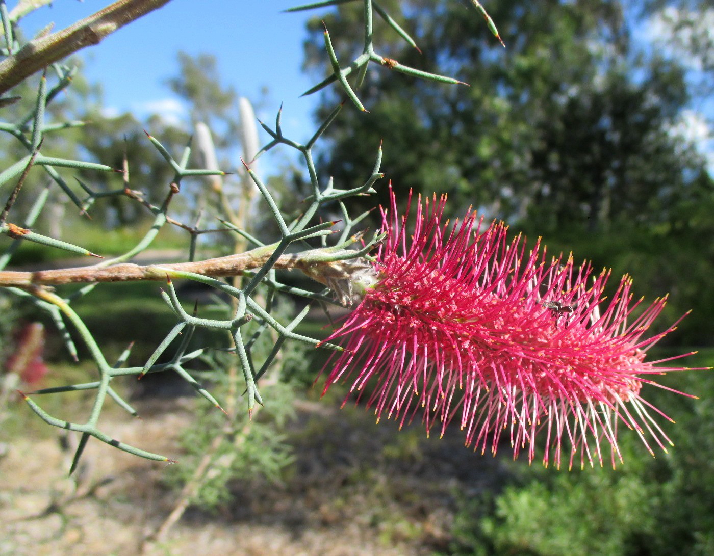 Изображение особи Grevillea paradoxa.