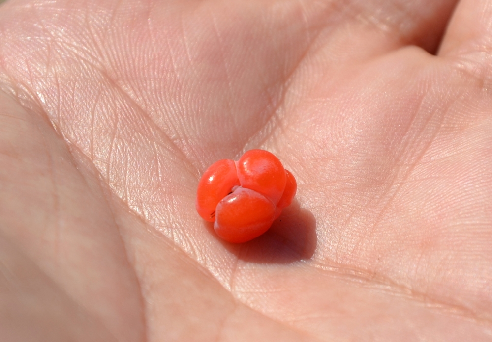 Image of Ephedra distachya specimen.