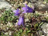 Campanula chamissonis. Цветущее растение. Магаданская обл., окр. г. Магадан, п-ов Старицкого, сопка над бухтой Светлой, кустарничково-лишайниковая каменистая тундра. 12.07.2017.