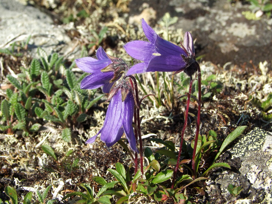 Изображение особи Campanula chamissonis.