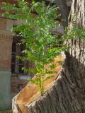 Robinia pseudoacacia