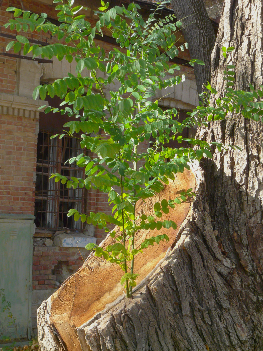 Image of Robinia pseudoacacia specimen.