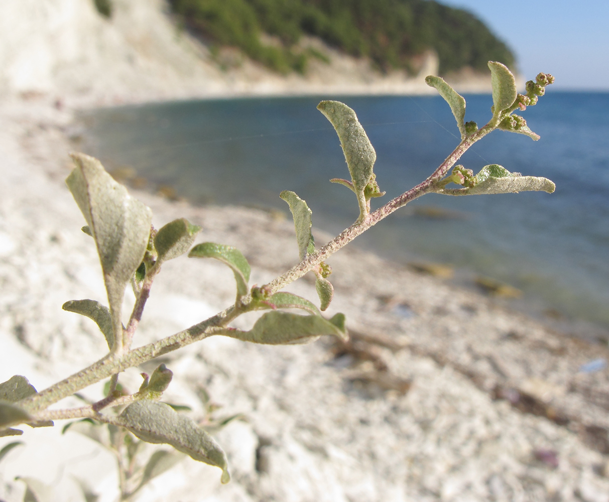 Image of Atriplex aucheri specimen.