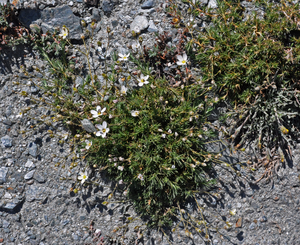 Image of Eremogone griffithii specimen.