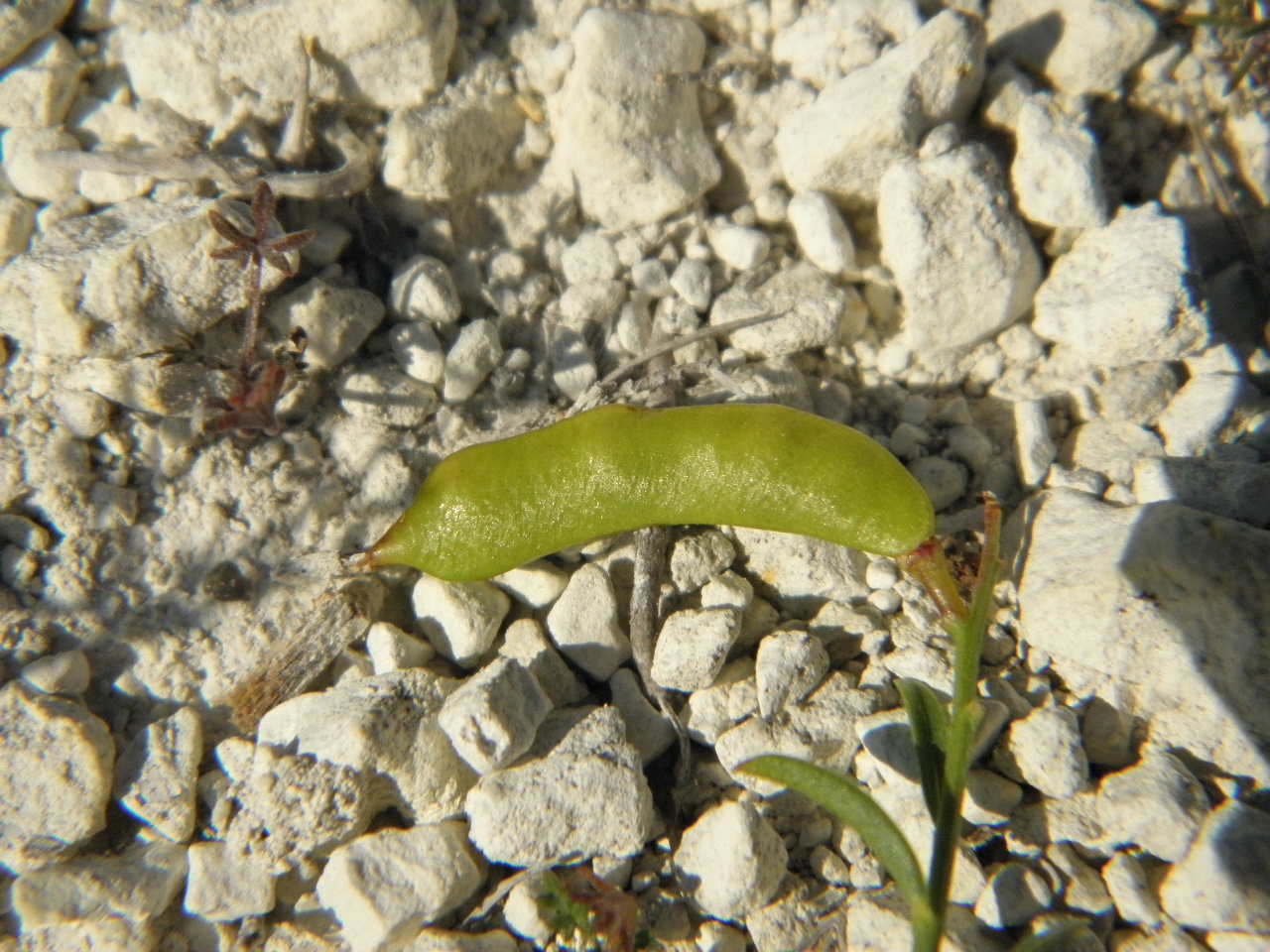 Image of Genista tanaitica specimen.
