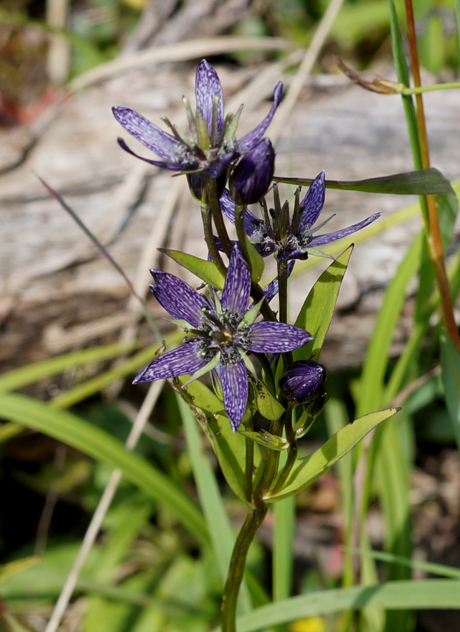 Image of Swertia obtusa specimen.