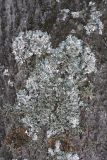 familia Parmeliaceae. Таллом на коре Populus tremula. Иркутская обл., Иркутский р-н, окр. пос. Листвянка, архитектурно-этнографический музей \"Тальцы\", осиново-берёзовый лес с примесью хвойных деревьев. 25.02.2017.