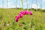 Lathyrus tuberosus