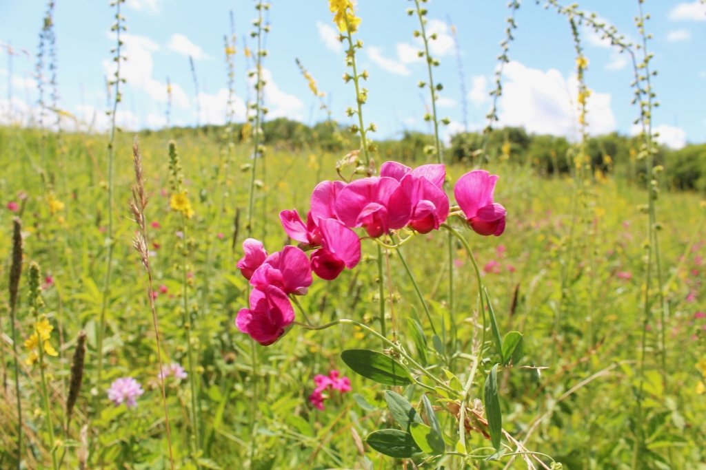 Изображение особи Lathyrus tuberosus.