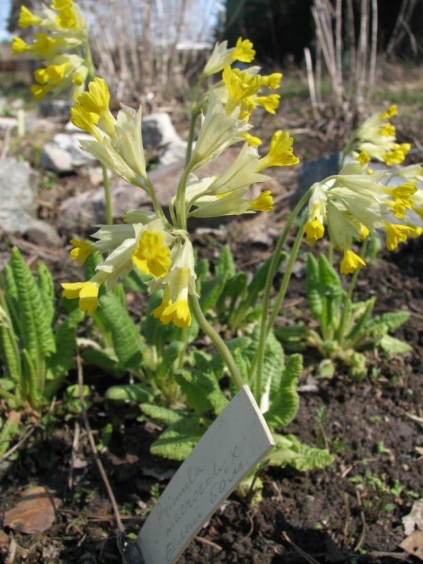 Image of Primula macrocalyx specimen.