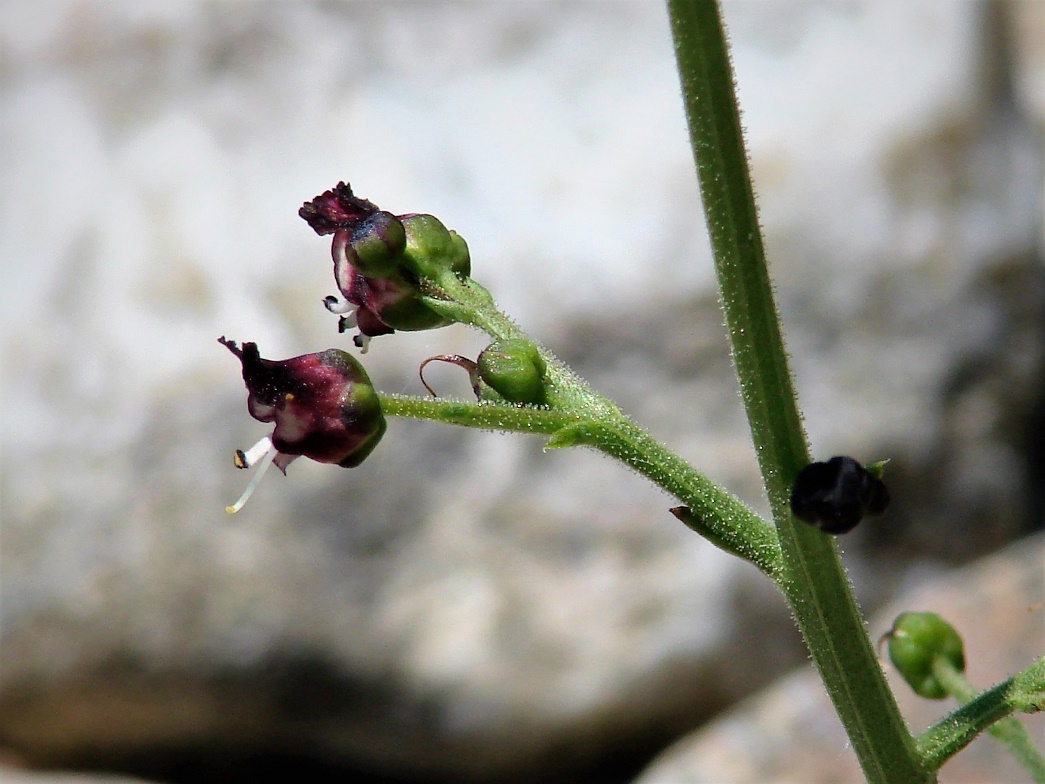 Изображение особи Scrophularia incisa.