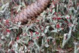 Cladonia deformis