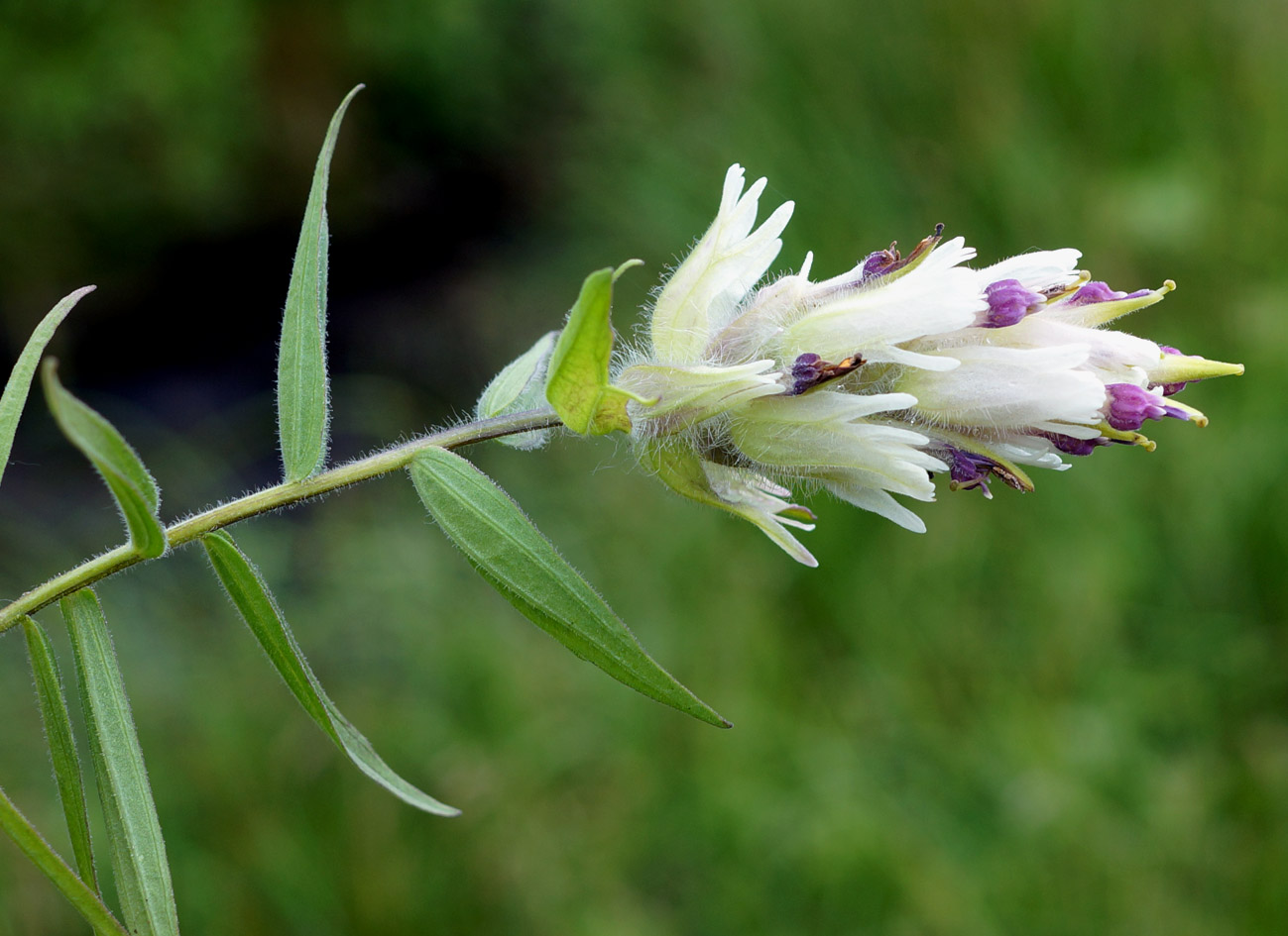 Изображение особи Castilleja pavlovii.