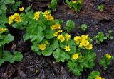 Caltha polypetala