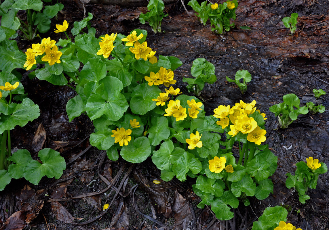 Изображение особи Caltha polypetala.