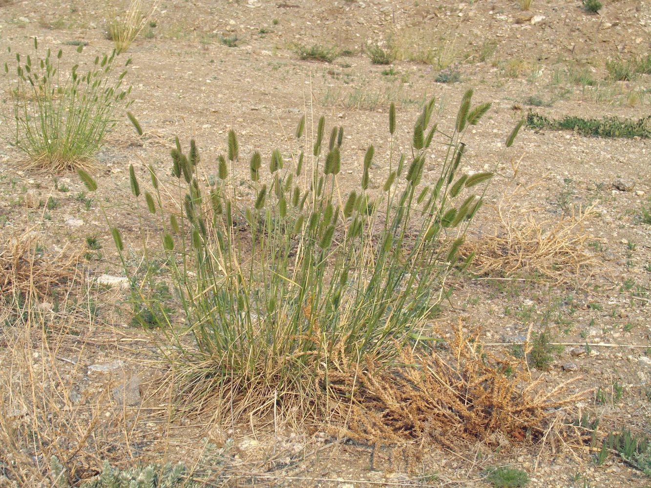 Image of Agropyron cristatum specimen.