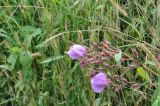 Osbeckia stellata. Верхушка цветущего растения. Южный Китай, провинция Гуанси, округ Лонгшен, тропа, ведущая от рисовых террас р-на хутора Дажай до пос. Пиньян. 11.10.2017.