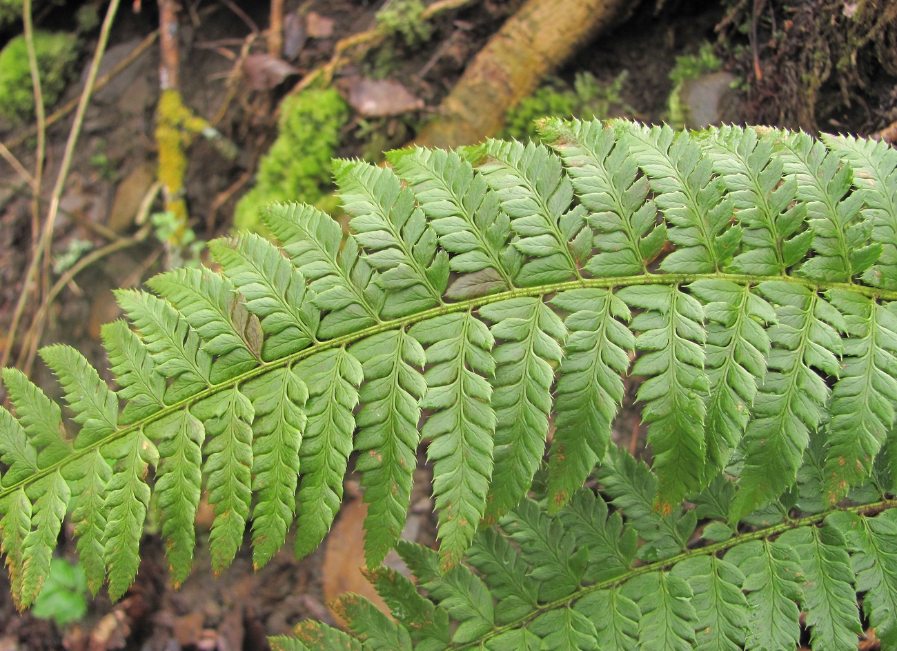 Image of Polystichum aculeatum specimen.