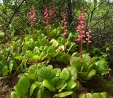 Pyrola incarnata. Цветущие растения. Магаданская обл., Ольский р-н, Ольское шоссе, на обочине второстепенной дороги, среди Larix cajanderi и Duschekia fruticosa. 01.07.2016.