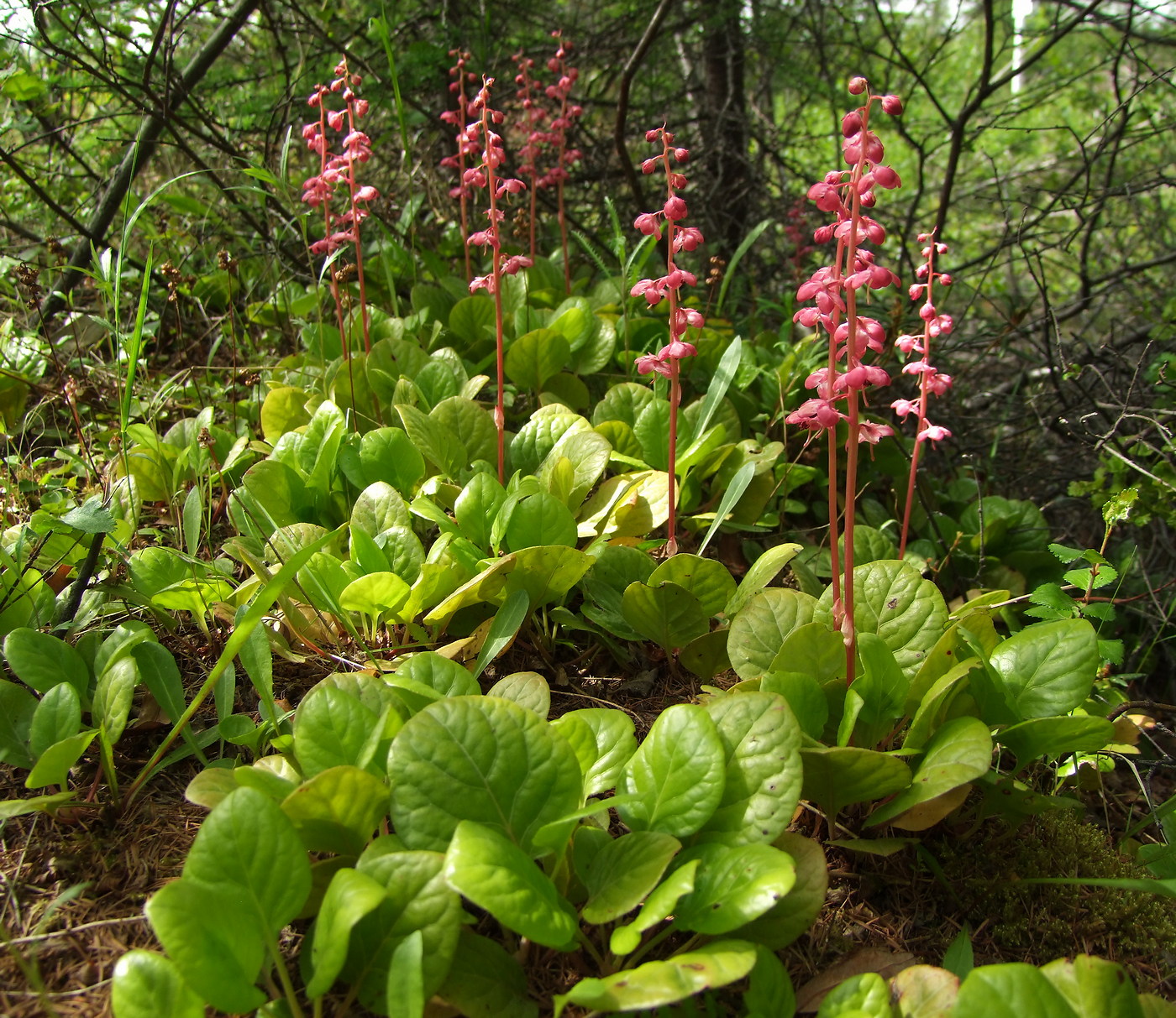 Image of Pyrola incarnata specimen.