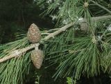 Pinus pityusa