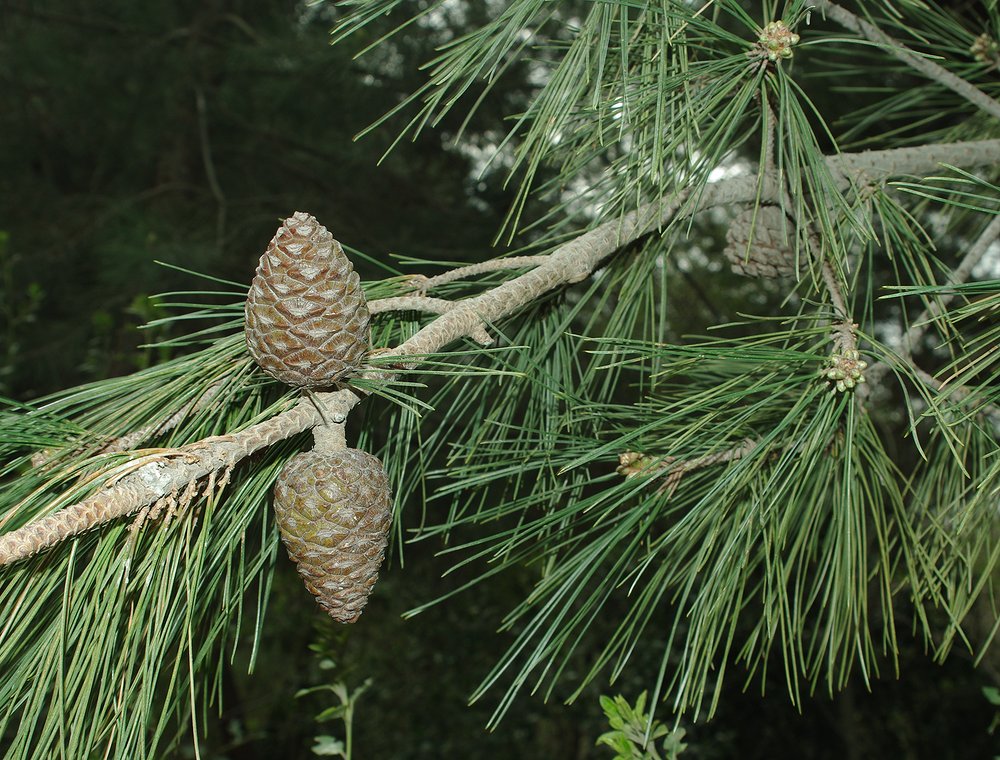 Image of Pinus pityusa specimen.