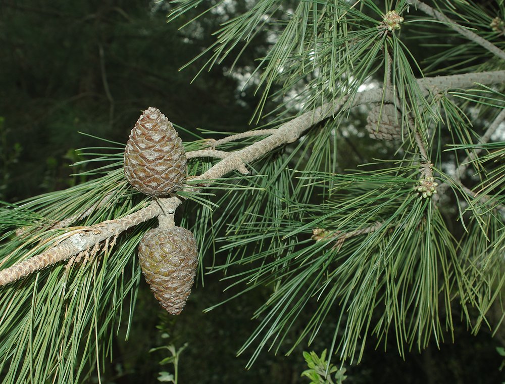 Изображение особи Pinus pityusa.