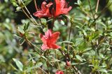 genus Rhododendron. Ветви цветущего растения. Китай, пров. Юньнань, окр. г. Дали, восточный склон горы Цаншань (Cangshan Mountain 苍山); ≈ 3000 м н.у.м., лес. 04.11.2016.