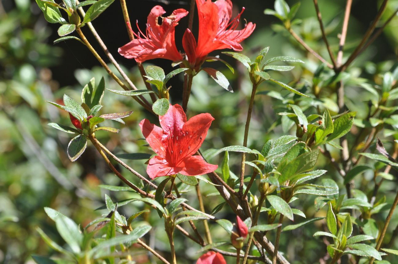Image of genus Rhododendron specimen.