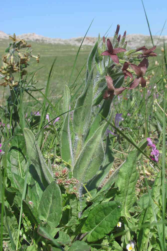 Image of Hesperis tristis specimen.