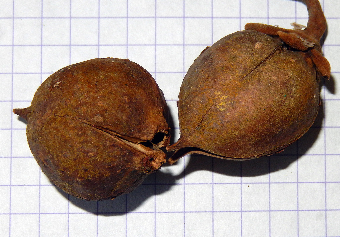 Image of Paulownia tomentosa specimen.